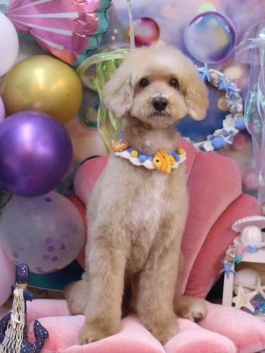 20240824アロマくん